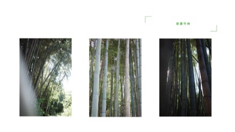 Bamboo.01