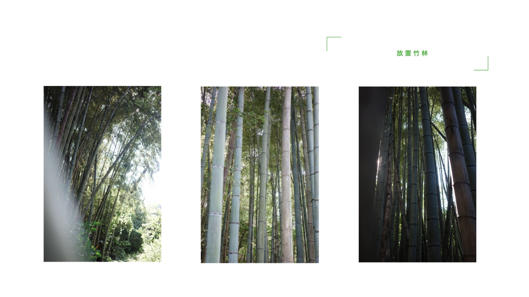 Bamboo.01